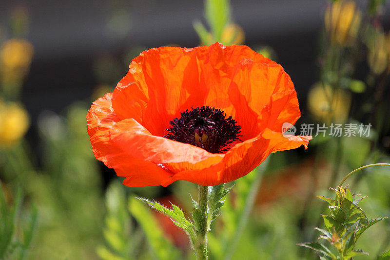 红色罂粟花(Brilliant Red Oriental poppy / Papaver Orientale Brilliant)